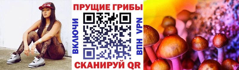Псилоцибиновые грибы Psilocybe  Высоцк 